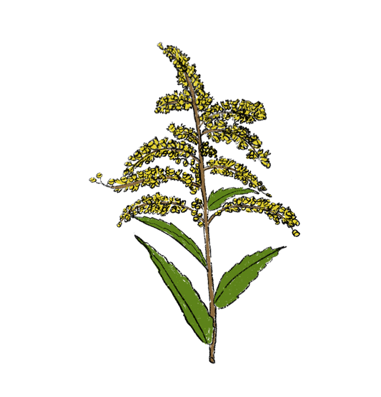 Giant Goldenrod ~ Solidago Gigantea
