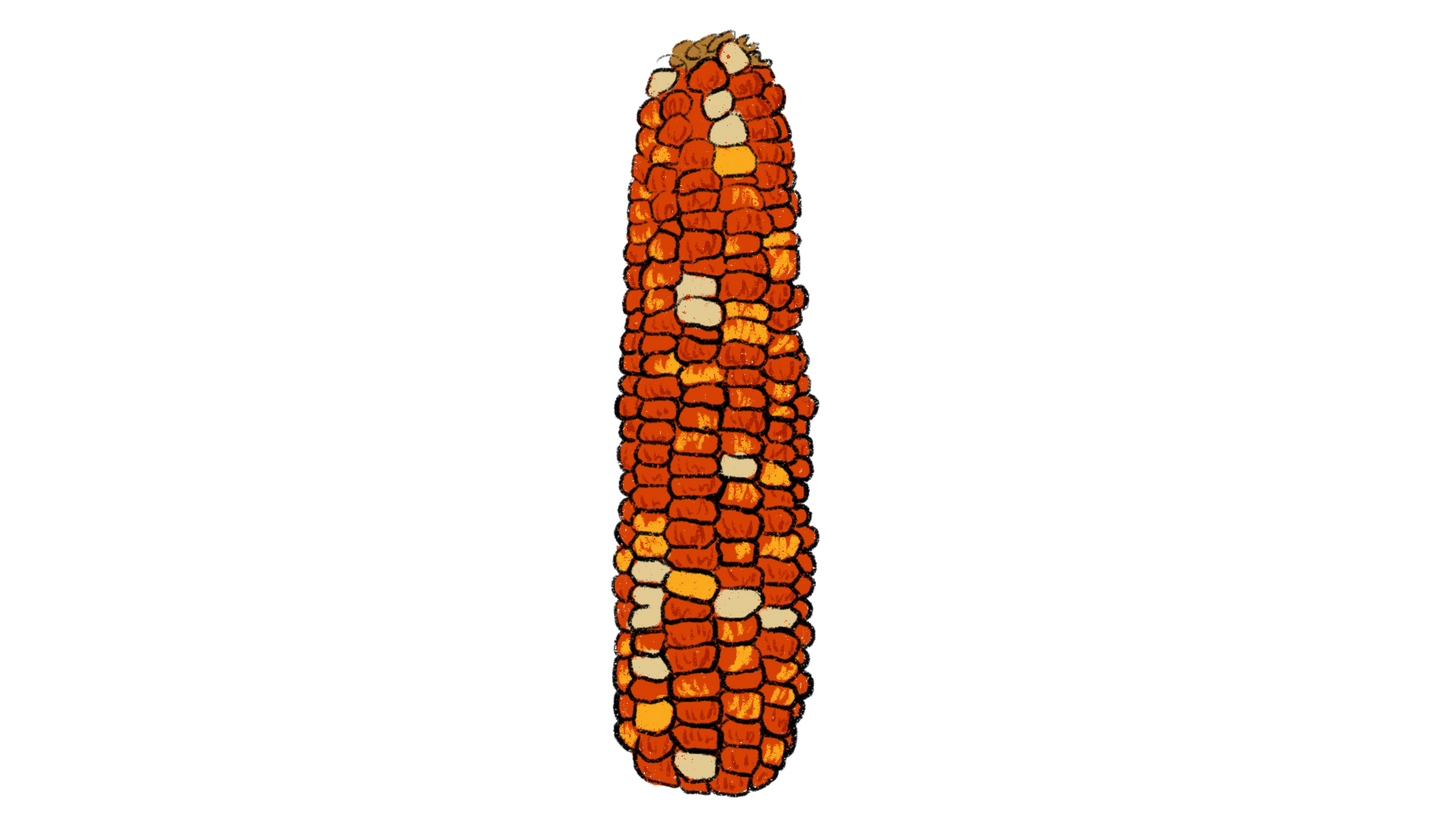 Montana Corn Mix ~ Zea Mays