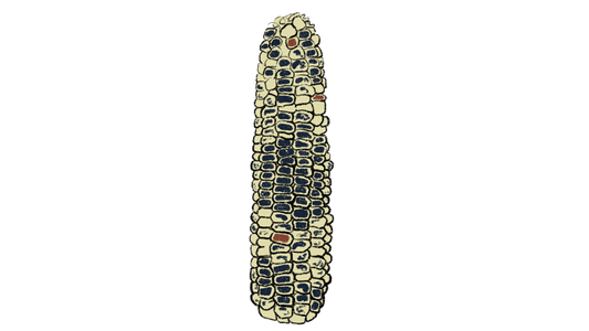 Montana Corn Mix ~ Zea Mays