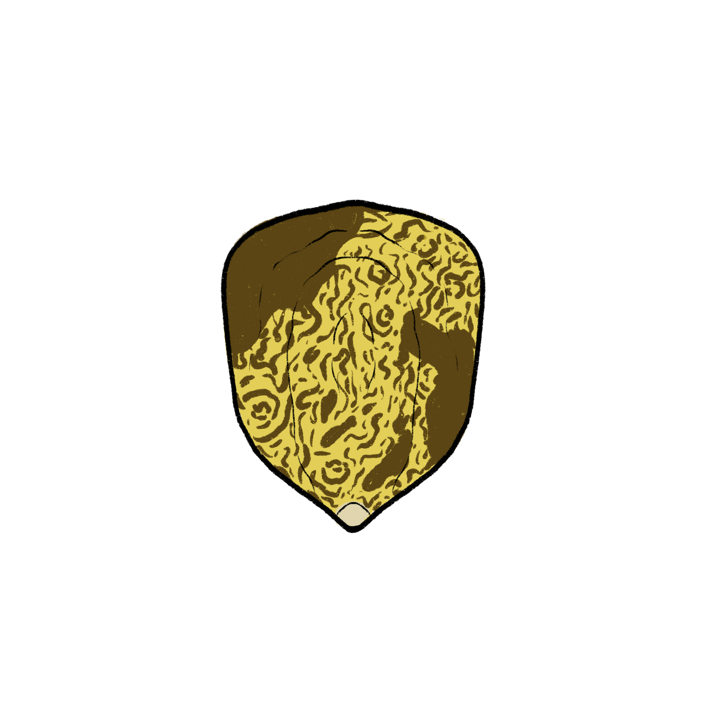 Jaguar Priest Corn ~ Zea Mays