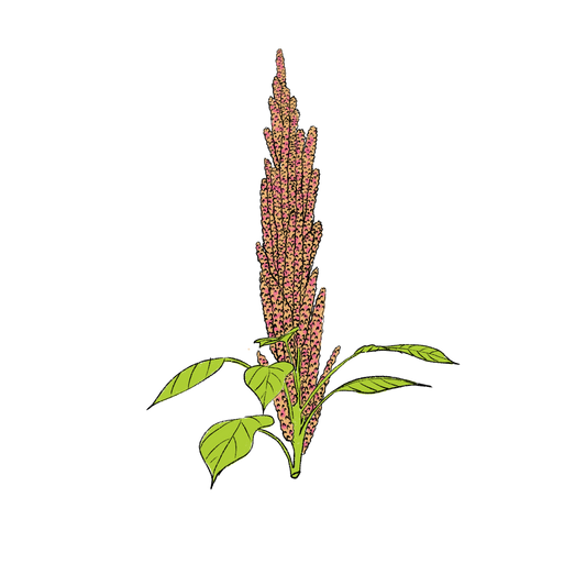 Coime Amaranth ~ Amaranthus Cruentus