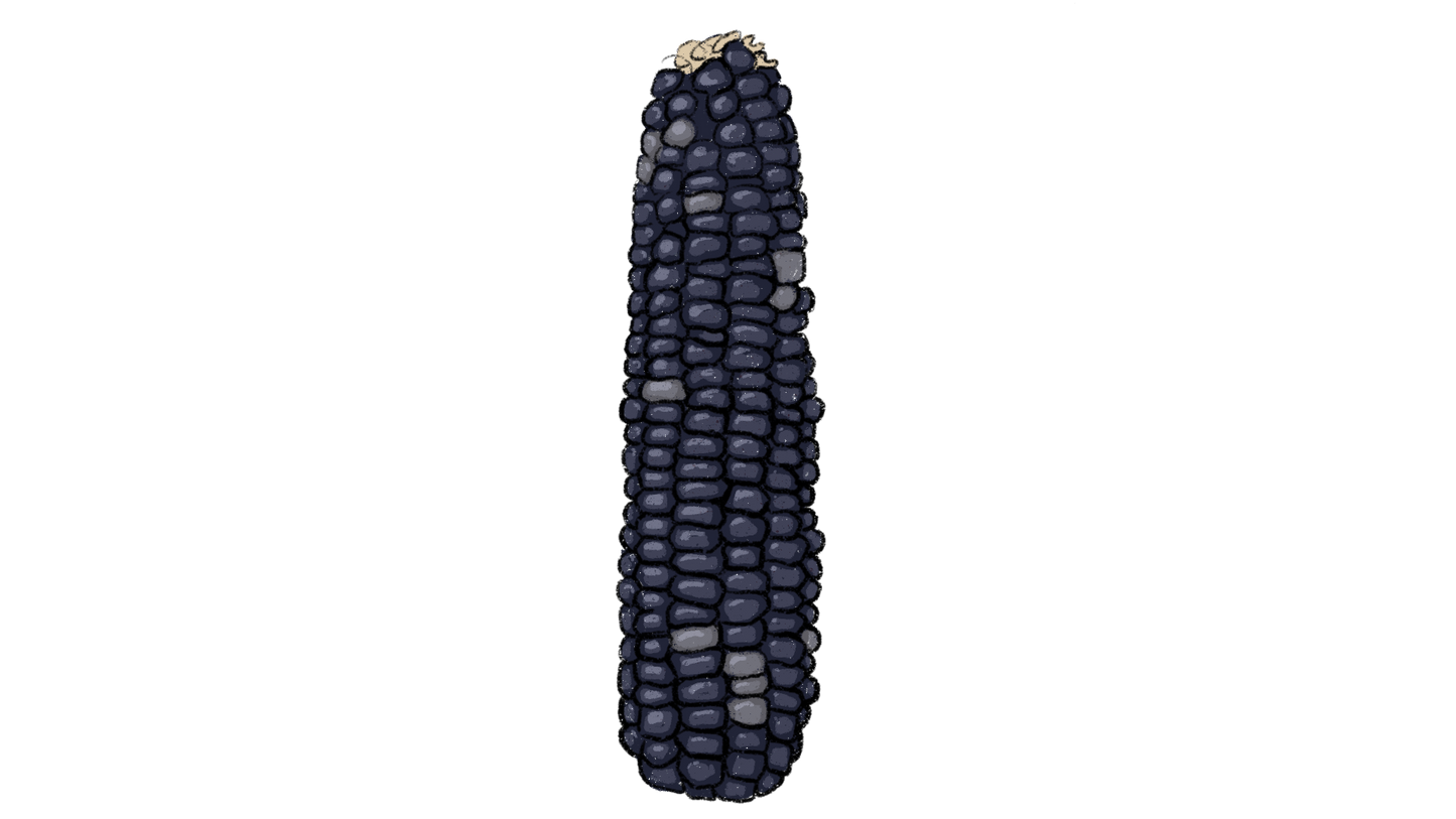 Japanese Black Sticky Corn ~ Zea Mays