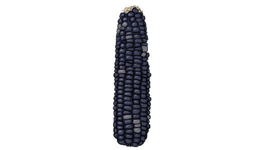 Japanese Black Sticky Corn ~ Zea Mays
