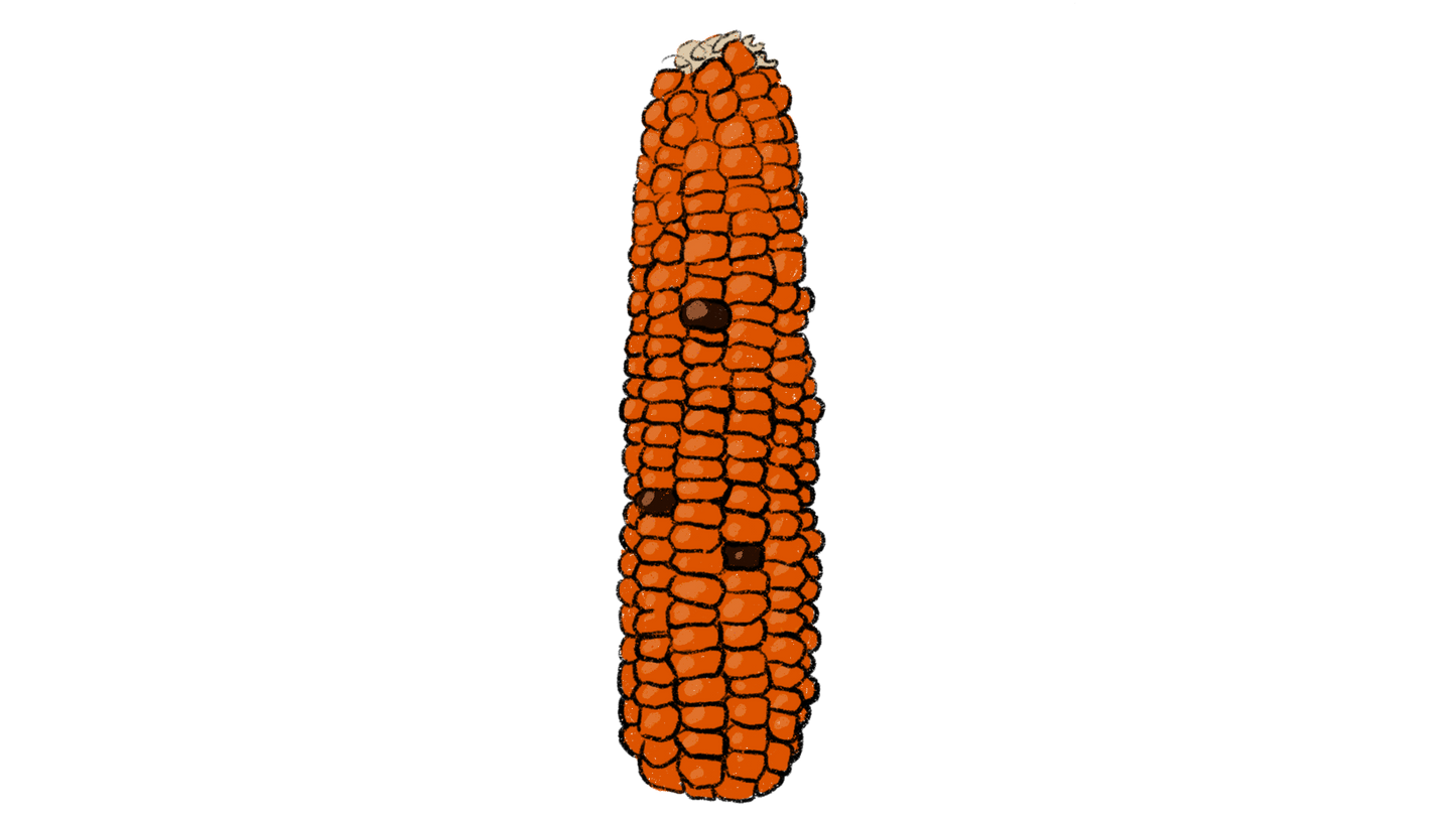 Waimanalo Orange Flint Corn ~ Zea Mays