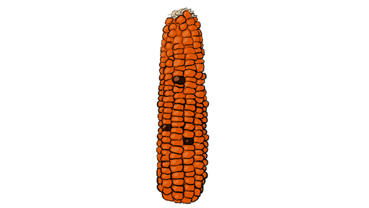 Waimanalo Orange Flint Corn ~ Zea Mays