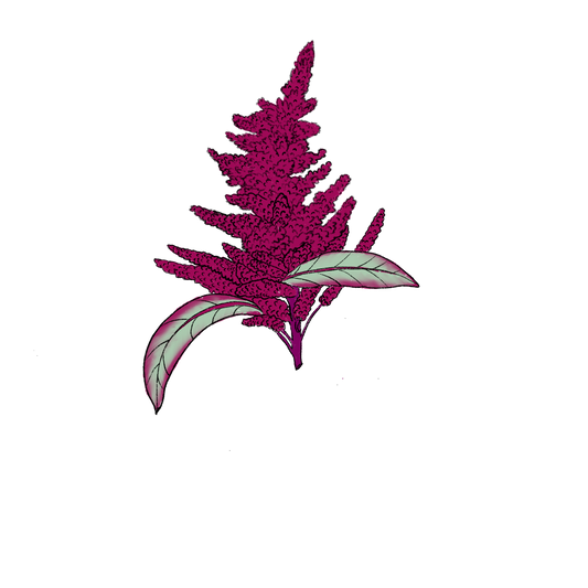 Diag Amaranth ~ Amaranthus Cruentus