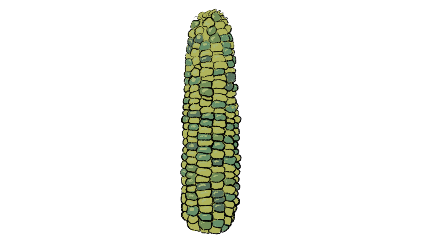 Oaxacan Green Dent Corn ~ Zea Mays