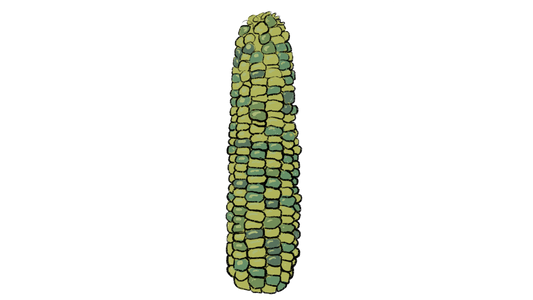Oaxacan Green Dent Corn ~ Zea Mays