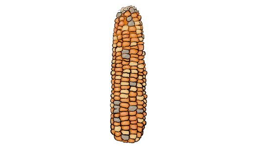 Joseph Lofthouse Landrace Corn ~ Zea Mays