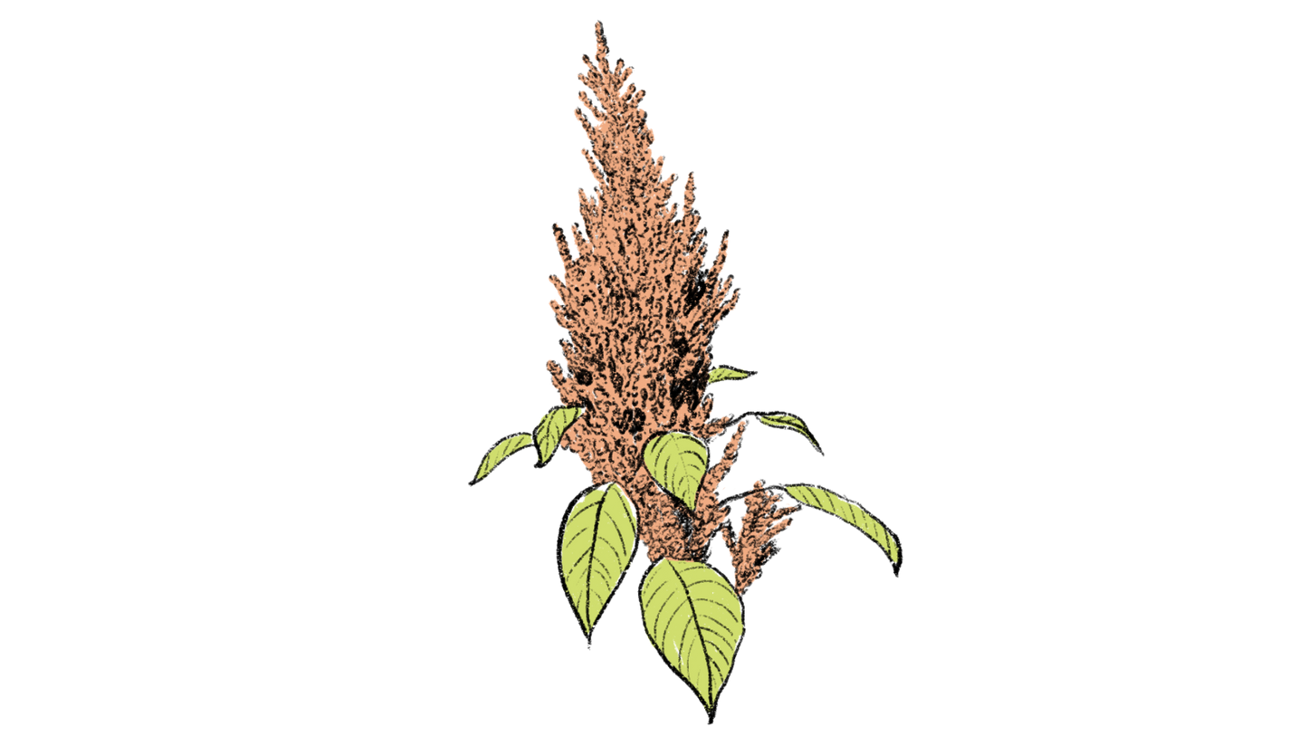 Chinese Giant Orange Amaranth ~ Amaranthus Hypochondriacus