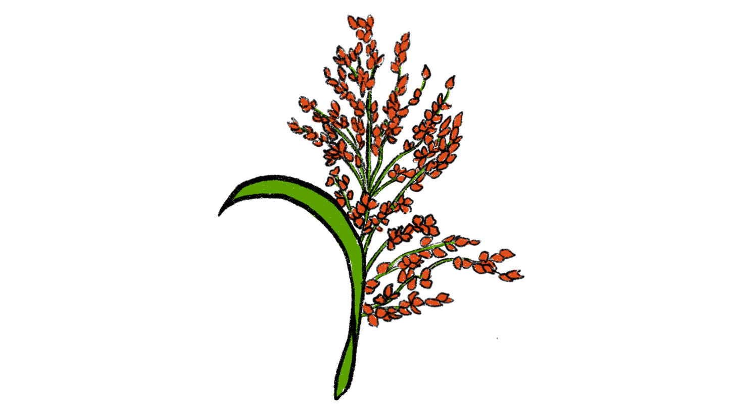 Apache Red “Sugarcane” Sorghum ~ Sorghum Bicolor