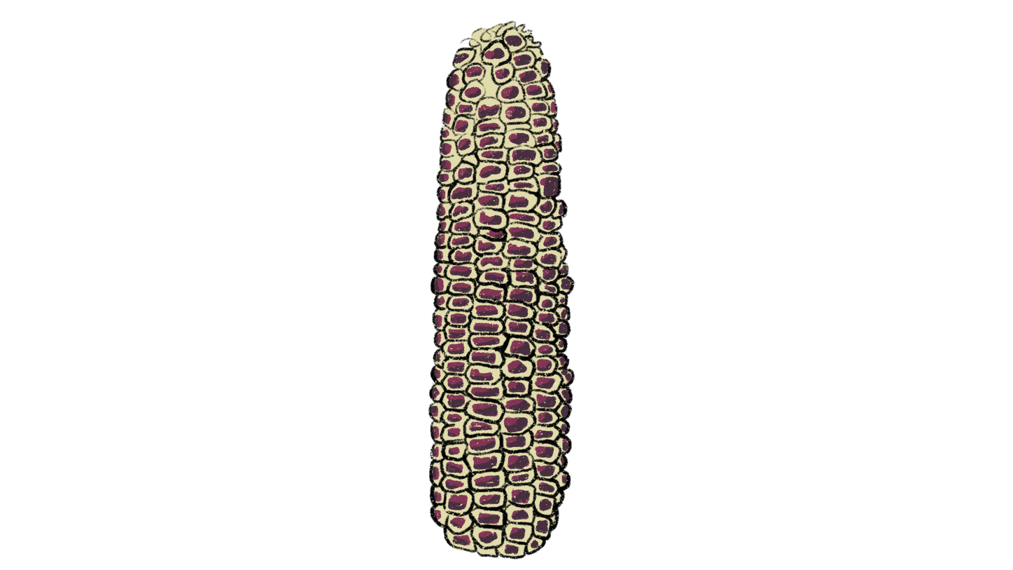 Montana Corn Mix ~ Zea Mays