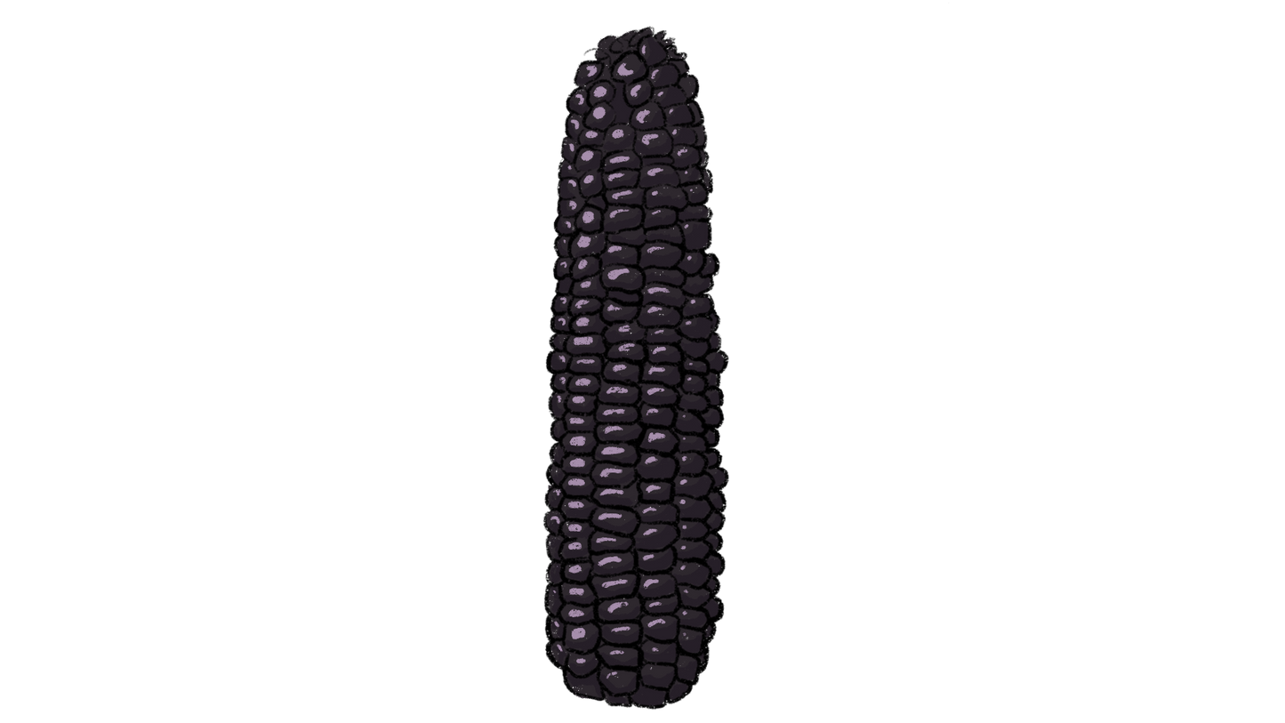 Montana Corn Mix ~ Zea Mays