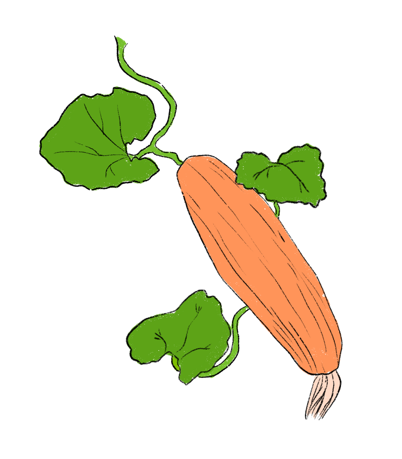 Gets Okosomin Squash ~ Cucurbita Maxima