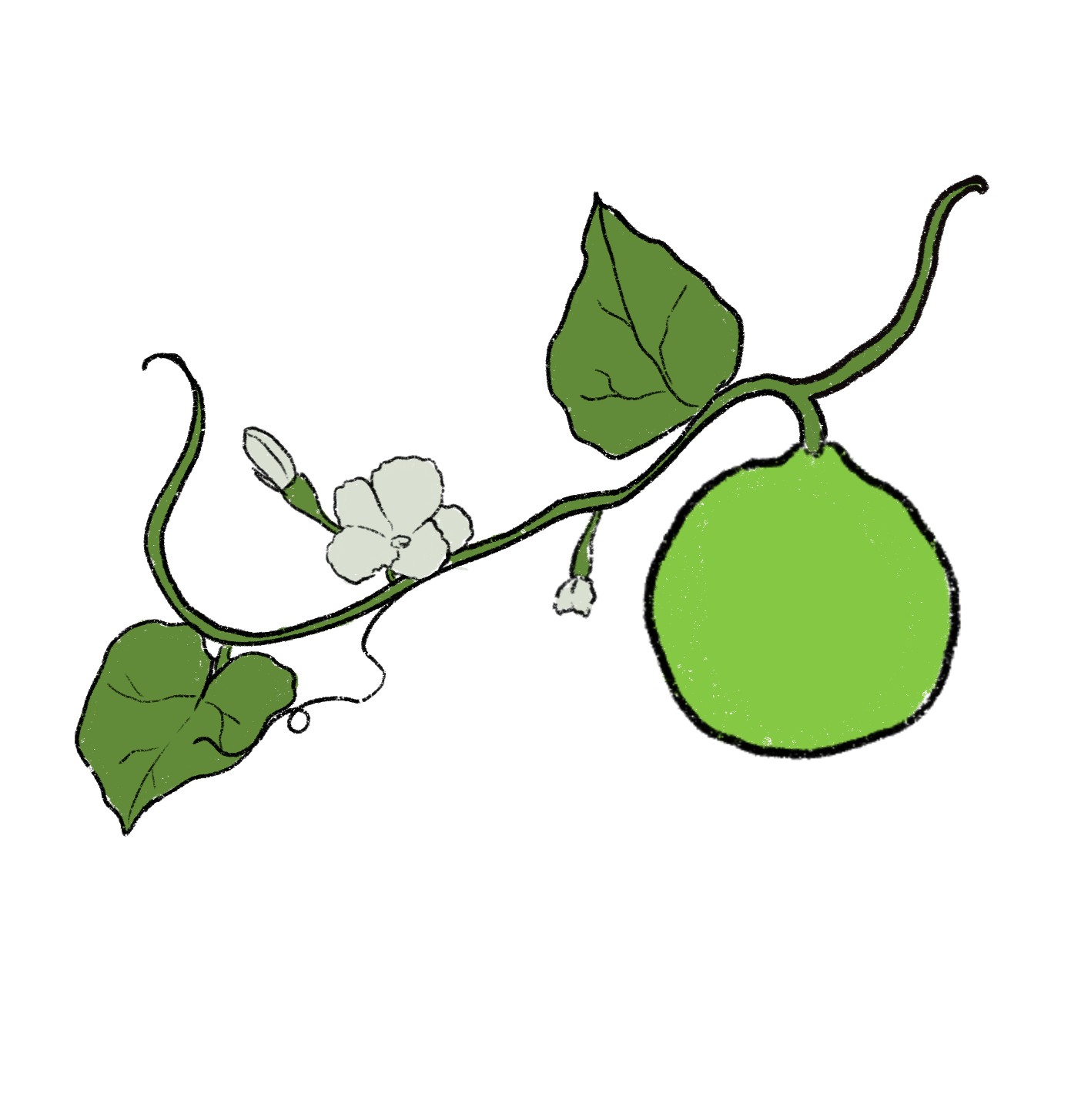 African Bushel Basket Gourd ~ Lagenaria Siceraria