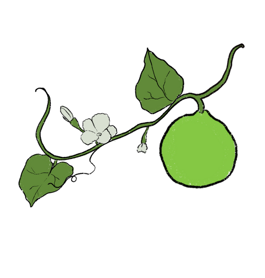 African Bushel Basket Gourd ~ Lagenaria Siceraria