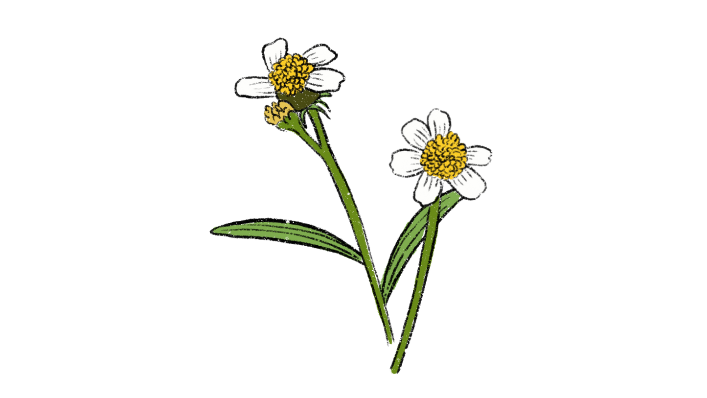 Flowering Spinach ~ Bidens Alba, Bidens Pilosa