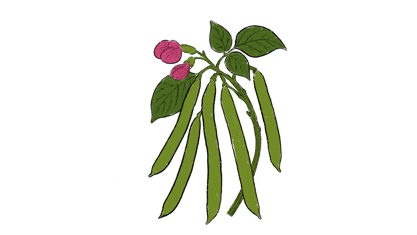 Jack Bean Set
