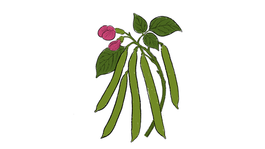 Jack Bean Set