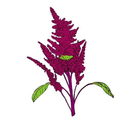 Elena’s Rojo Amaranth ~ Amaranthus Cruentus