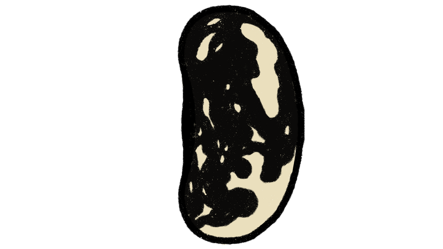 Iroquois Skunk Pole Bean ~ Phaseolus Vulgaris