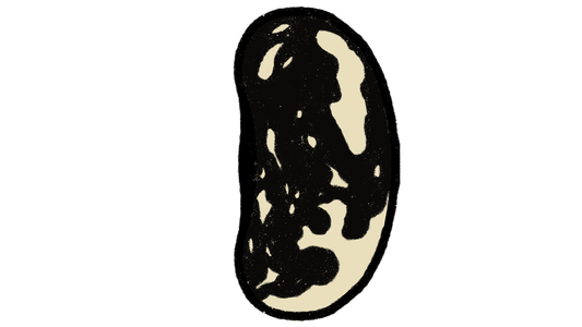 Iroquois Skunk Pole Bean ~ Phaseolus Vulgaris
