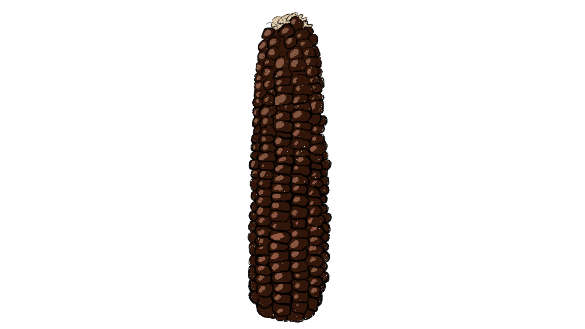 Chapalote Flint Corn ~ Zea Mays – Seeding Our World
