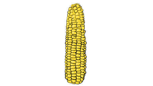Golden Bantam Corn ~ Zea Mays