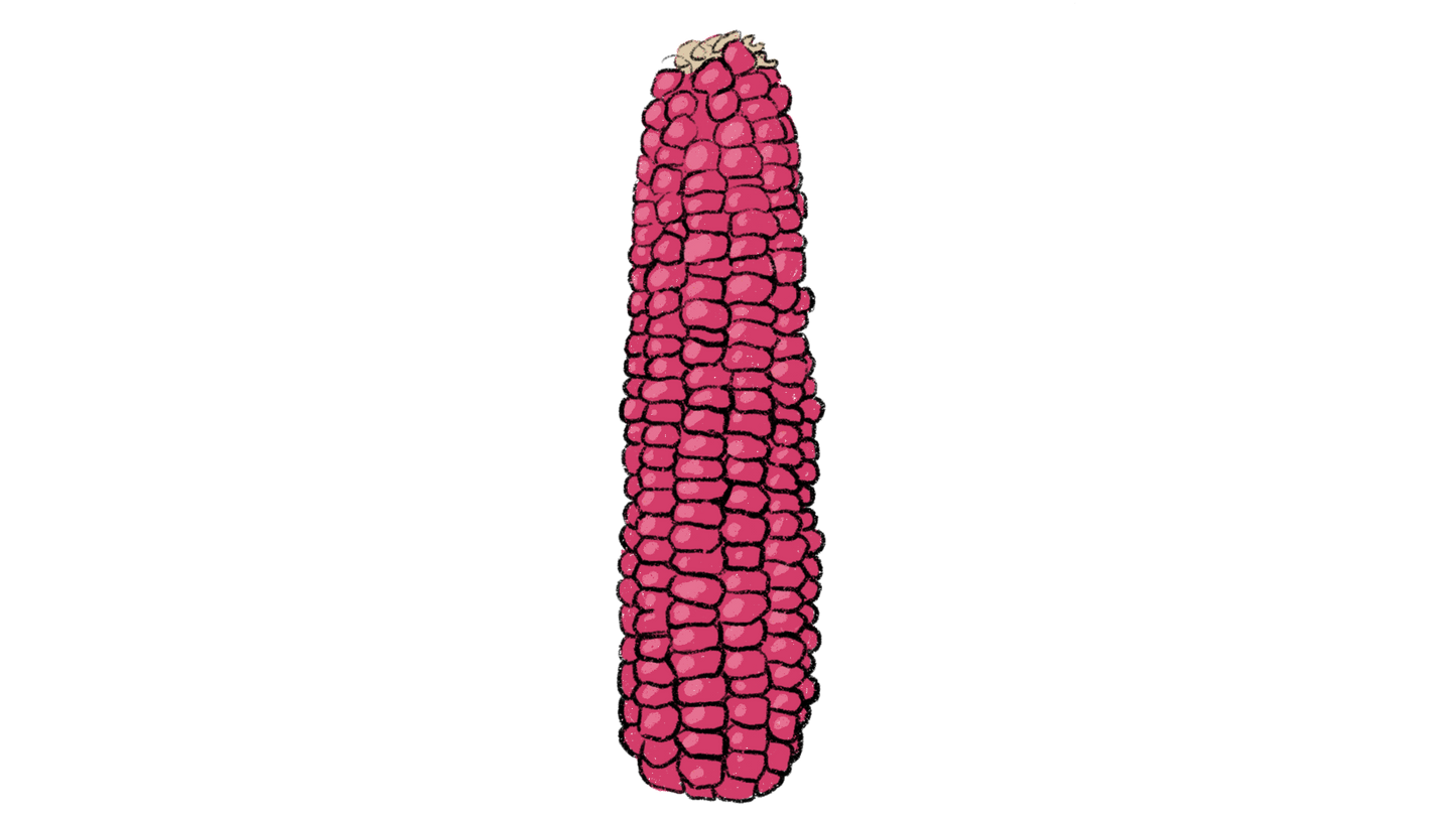 Tutelo Strawberry Corn ~ Zea Mays