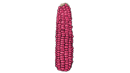 Tutelo Strawberry Corn ~ Zea Mays