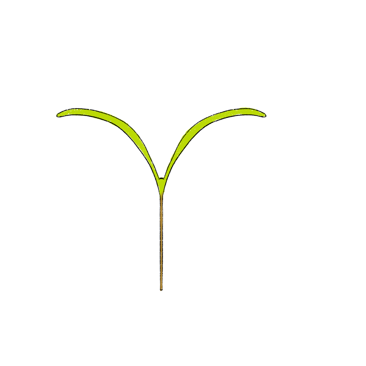 Gniff Flowering Carrot ~ Daucus Carota