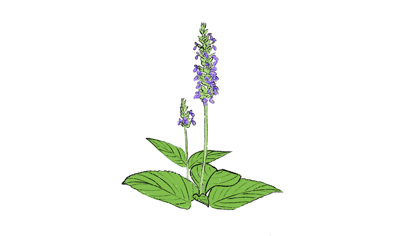 Chia ~ Salvia Hispanica
