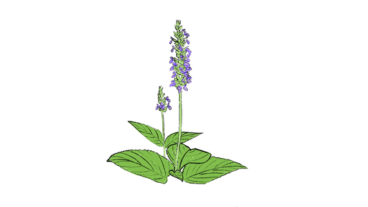 Chia ~ Salvia Hispanica