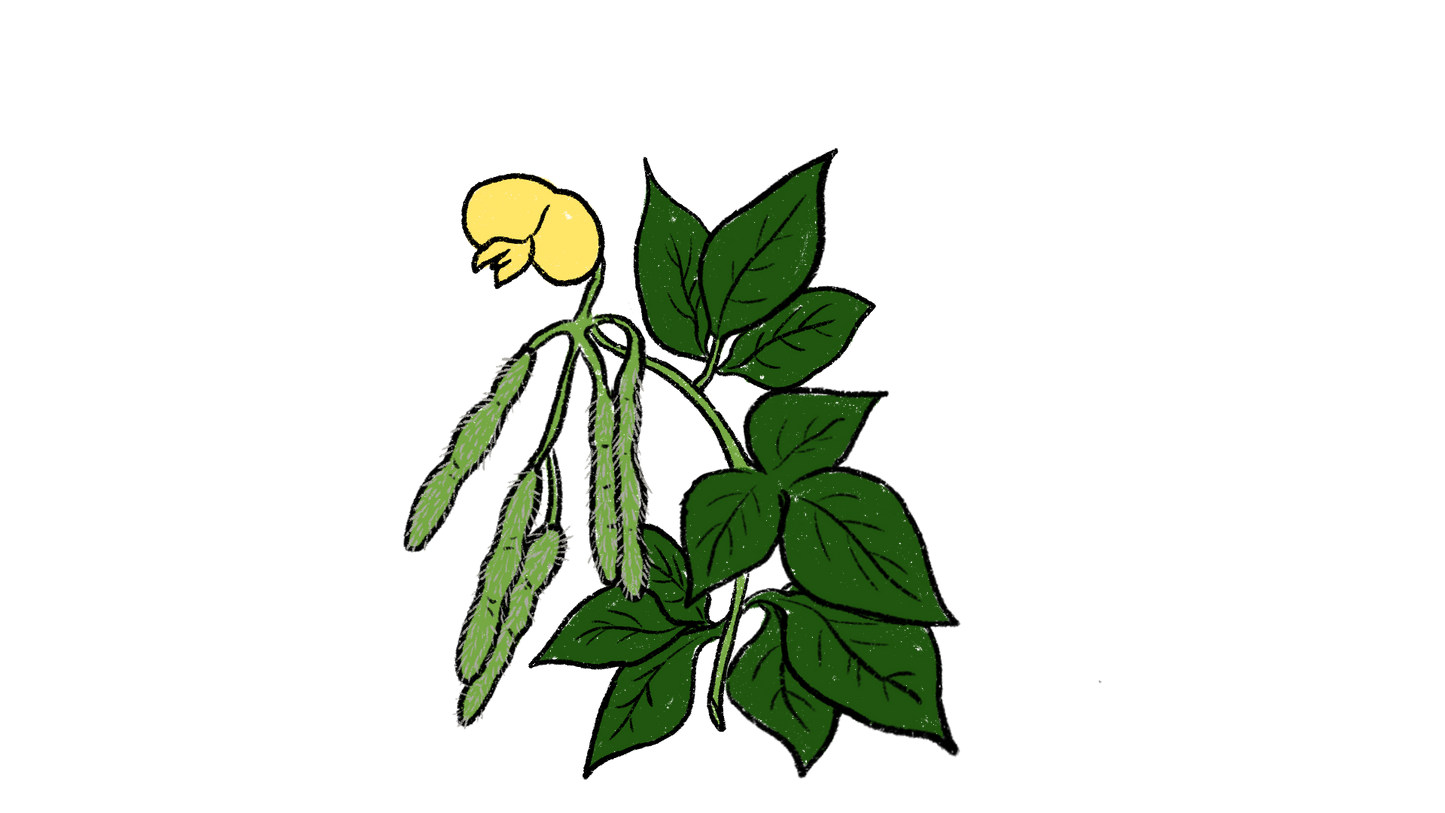 Coastal Cowpea ~ Vigna Luteola