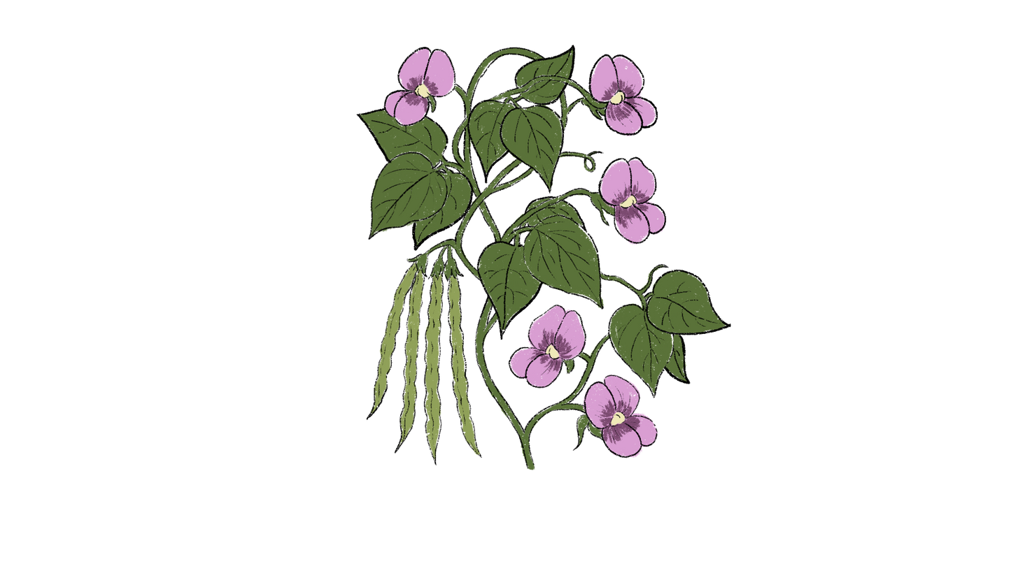 African Yam Bean ~ Spenostylis Sphenocarpa