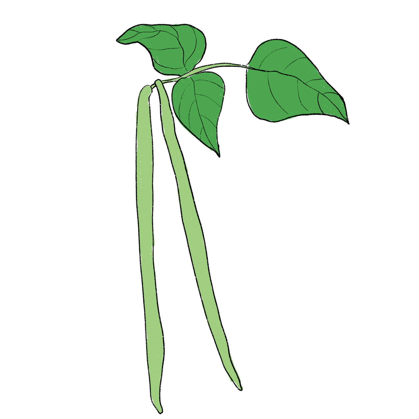 Puerto Rican Black Cowpea ~ Vigna Unguiculata
