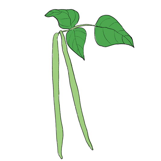 Puerto Rican Black Cowpea ~ Vigna Unguiculata