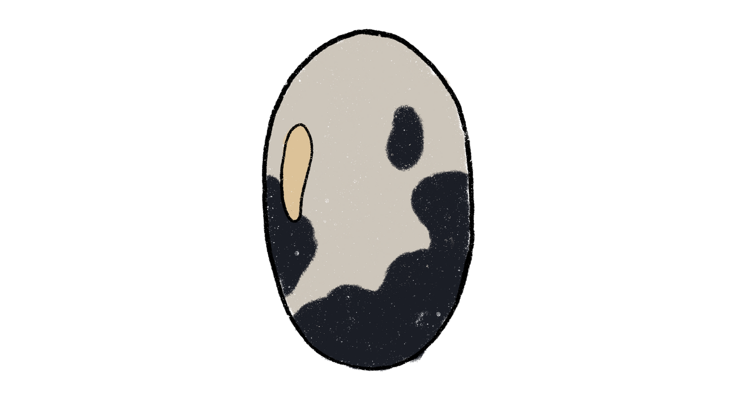 U’us Mu:ñ Cowpea ~ Vigna Unguiculata