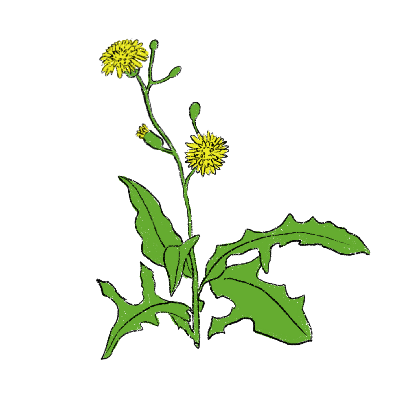 Sow Thistle ~ Sonchus Oleraceus