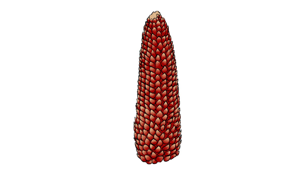 Floriani Flint Corn