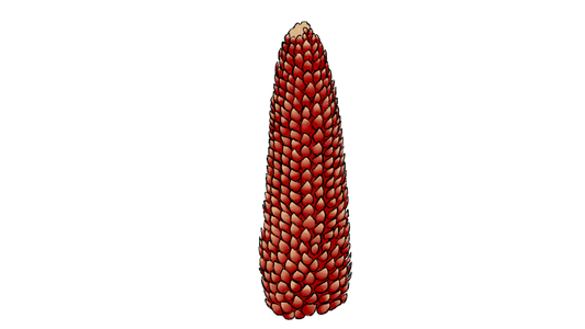 Floriani Flint Corn