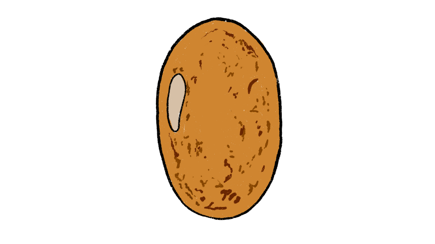 African Yam Bean ~ Spenostylis Sphenocarpa