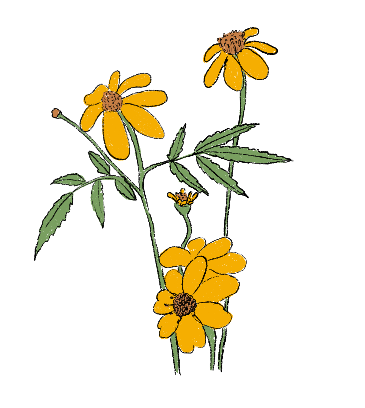 Mountain Marigold ~ Tagetes Lemonii