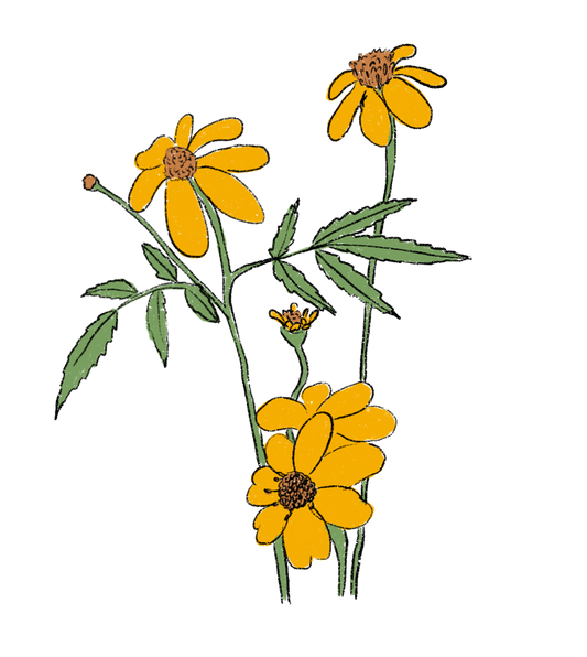 Mountain Marigold ~ Tagetes Lemonii