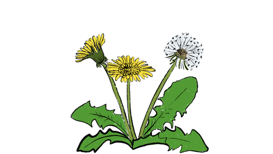 Dandelion ~ Taraxacum Officinale, Taraxacum Erythrospermum