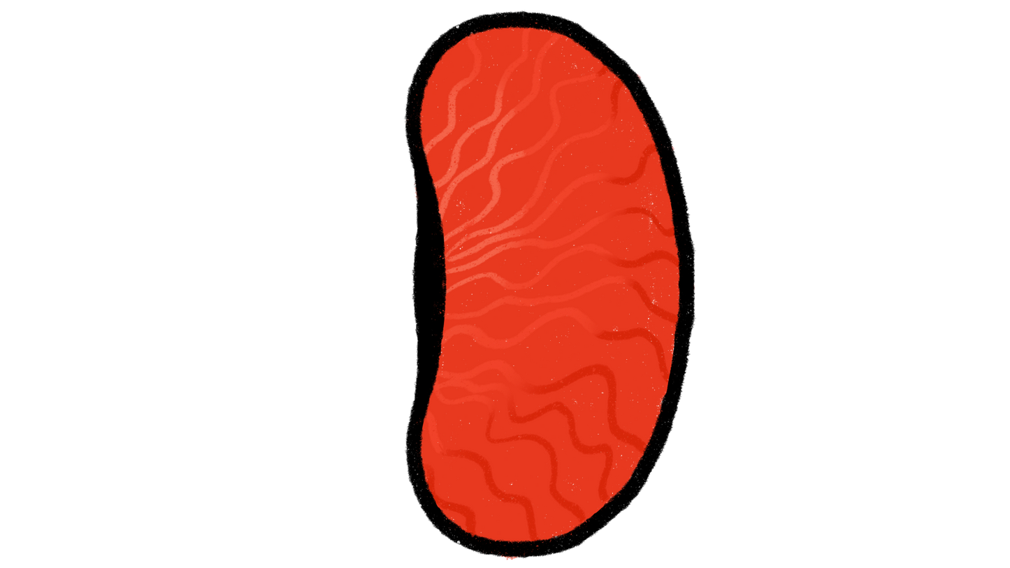 Colombian Blood Red Lima Bean ~ Phaseolus Lunatus