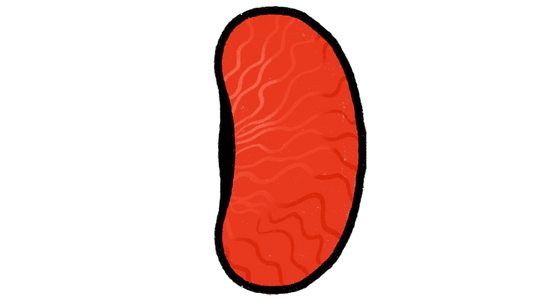 Colombian Blood Red Lima Bean ~ Phaseolus Lunatus