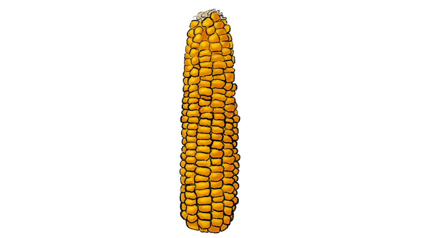 High-Carotenoid Sweet Corn ~ Zea Mays