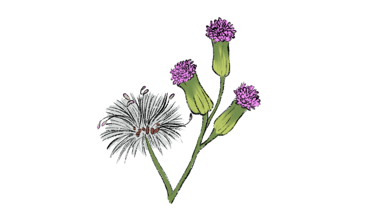 Asian Tassel Flower ~ Emilia Sonchifolia