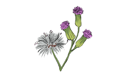 Asian Tassel Flower ~ Emilia Sonchifolia